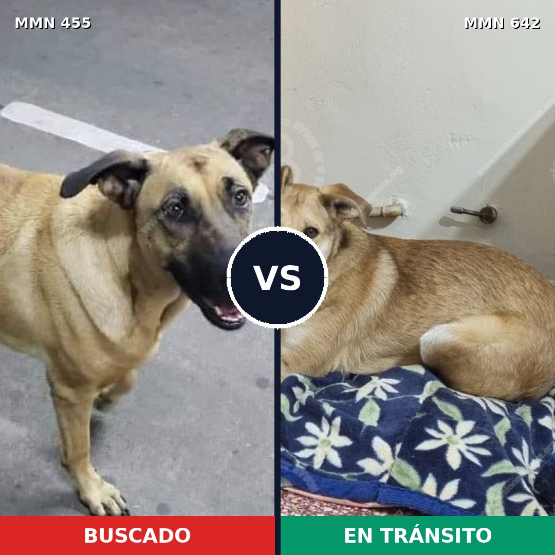 Comparativa MMS 8116: mascota perdida y mascota encontrada, 22% de similitud