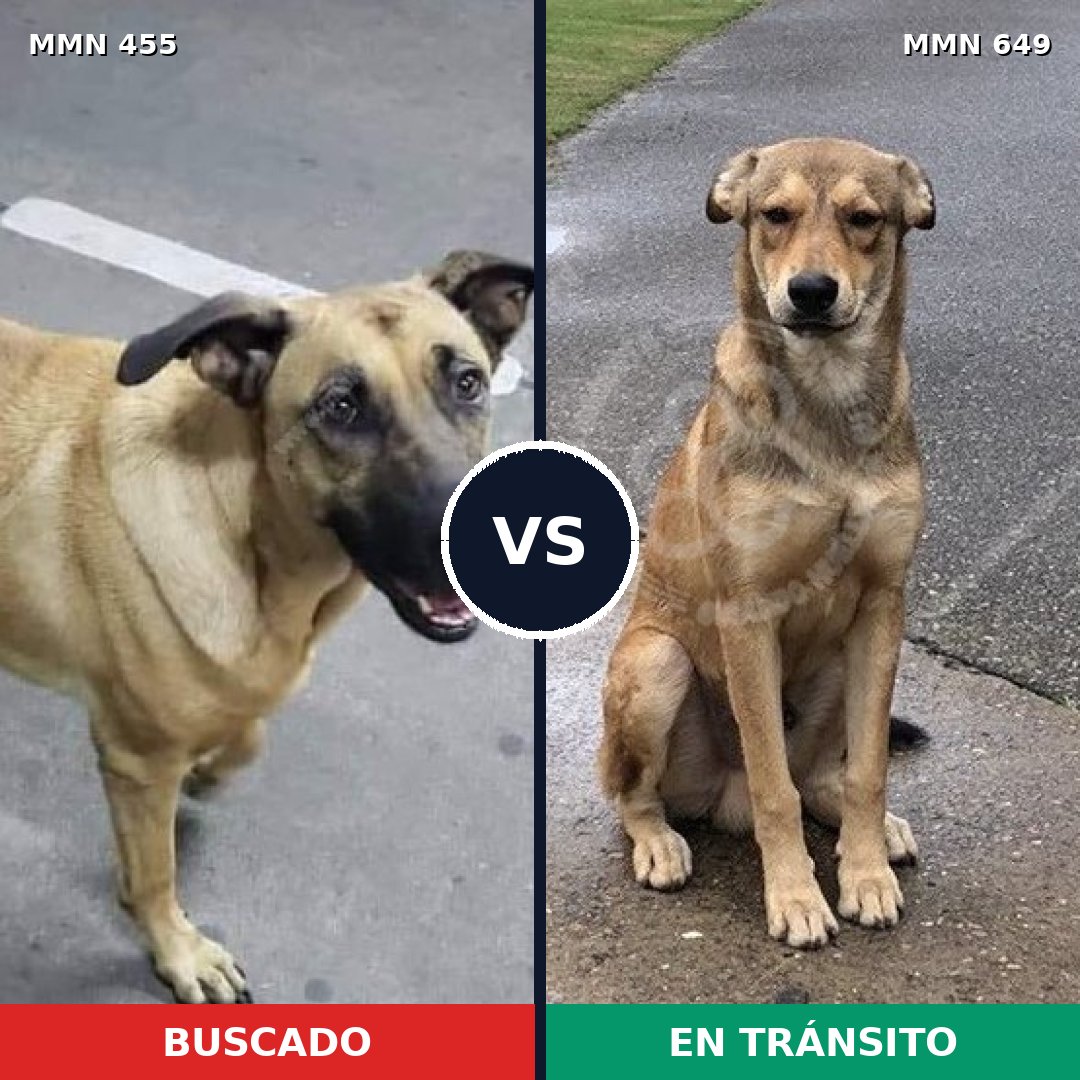 Comparativa MMS 8117: mascota perdida y mascota encontrada, 20% de similitud