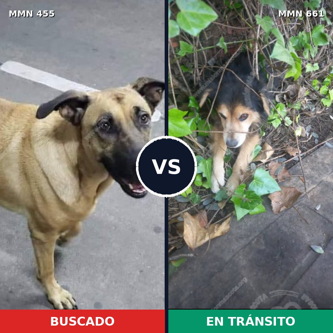 Comparativa MMS 8118: mascota perdida y mascota encontrada, 22% de similitud