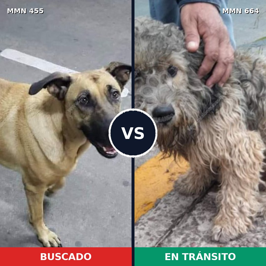 Comparativa MMS 8119: mascota perdida y mascota encontrada, 67% de similitud
