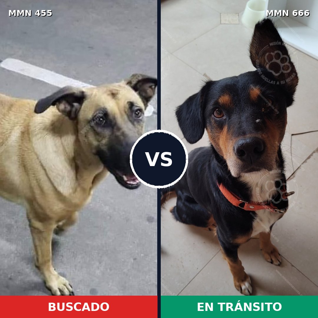 Comparativa MMS 8120: mascota perdida y mascota encontrada, 76% de similitud
