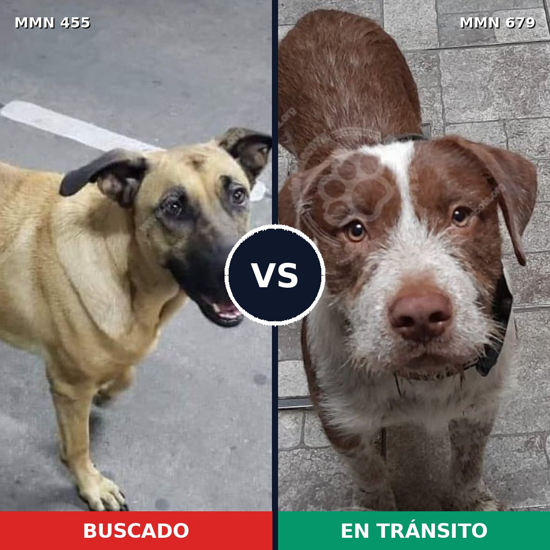 Comparativa MMS 8121: mascota perdida y mascota encontrada, 14% de similitud
