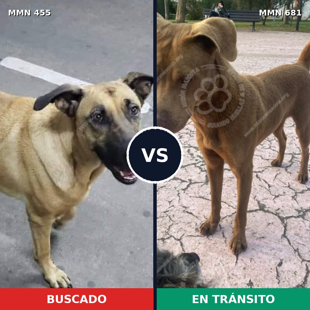 Comparativa MMS 8123: mascota perdida y mascota encontrada, 21% de similitud
