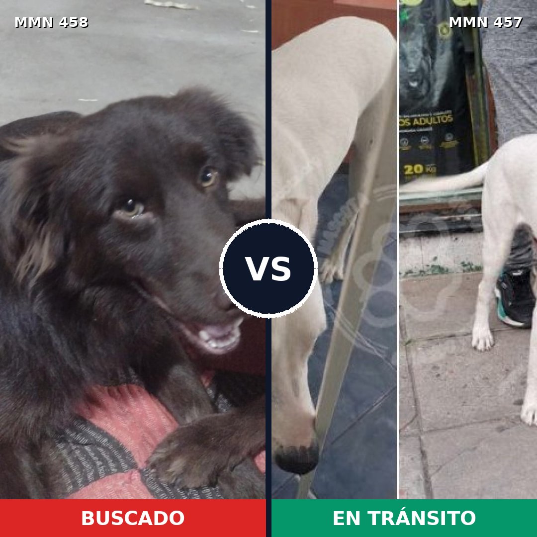 Comparativa MMS 8134: mascota perdida y mascota encontrada, 66% de similitud