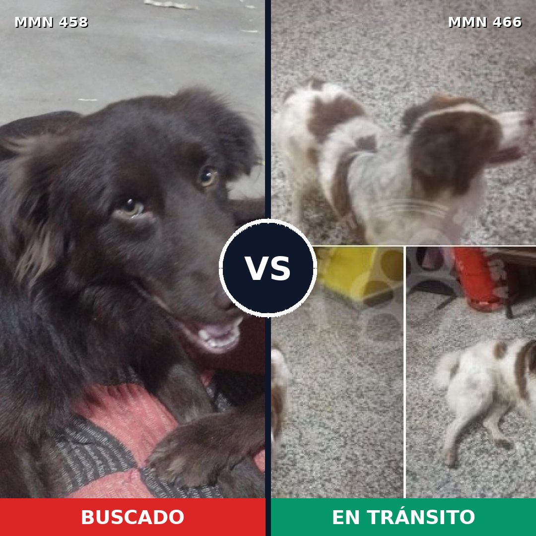 Comparativa MMS 8136: mascota perdida y mascota encontrada, 73% de similitud