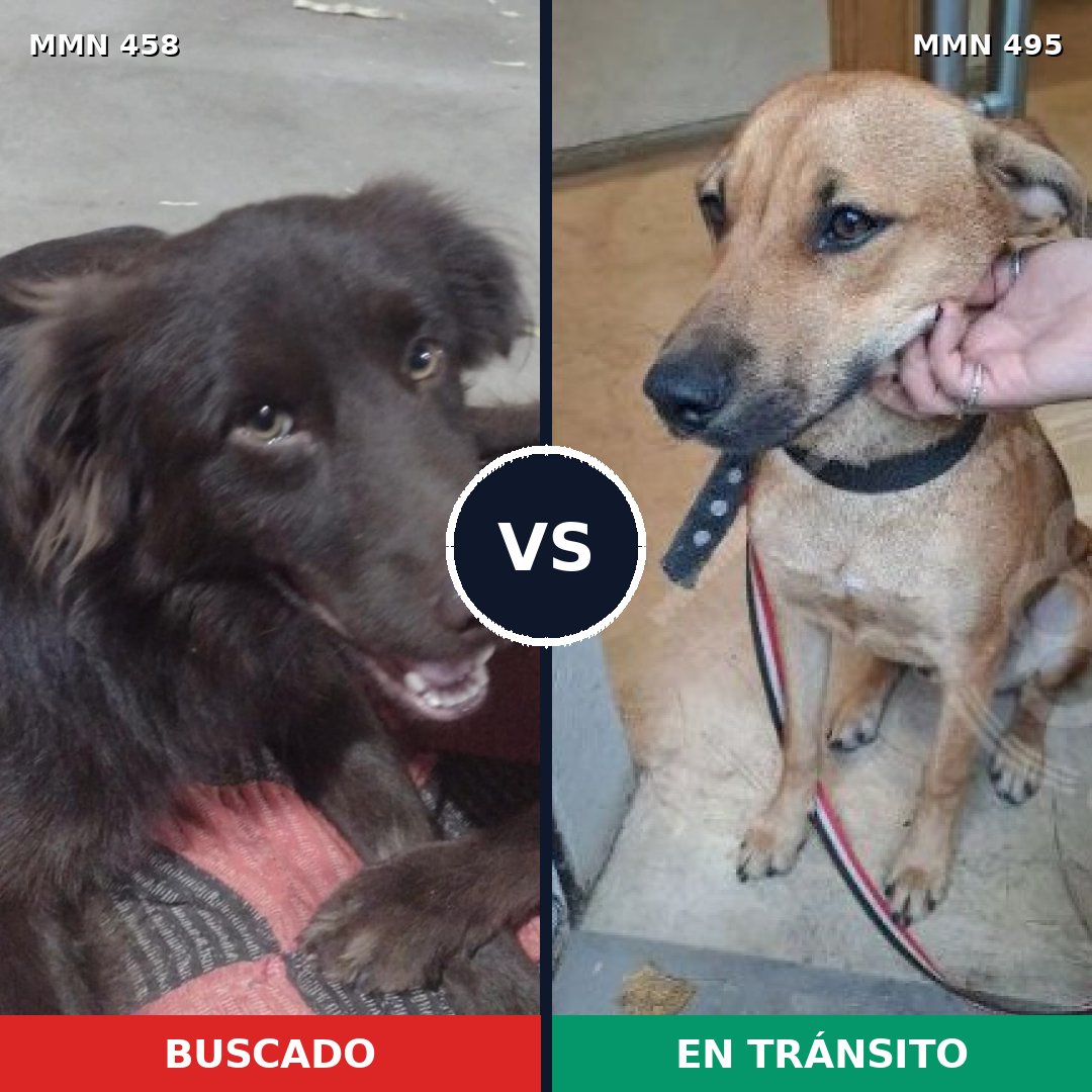 Comparativa MMS 8139: mascota perdida y mascota encontrada, 70% de similitud