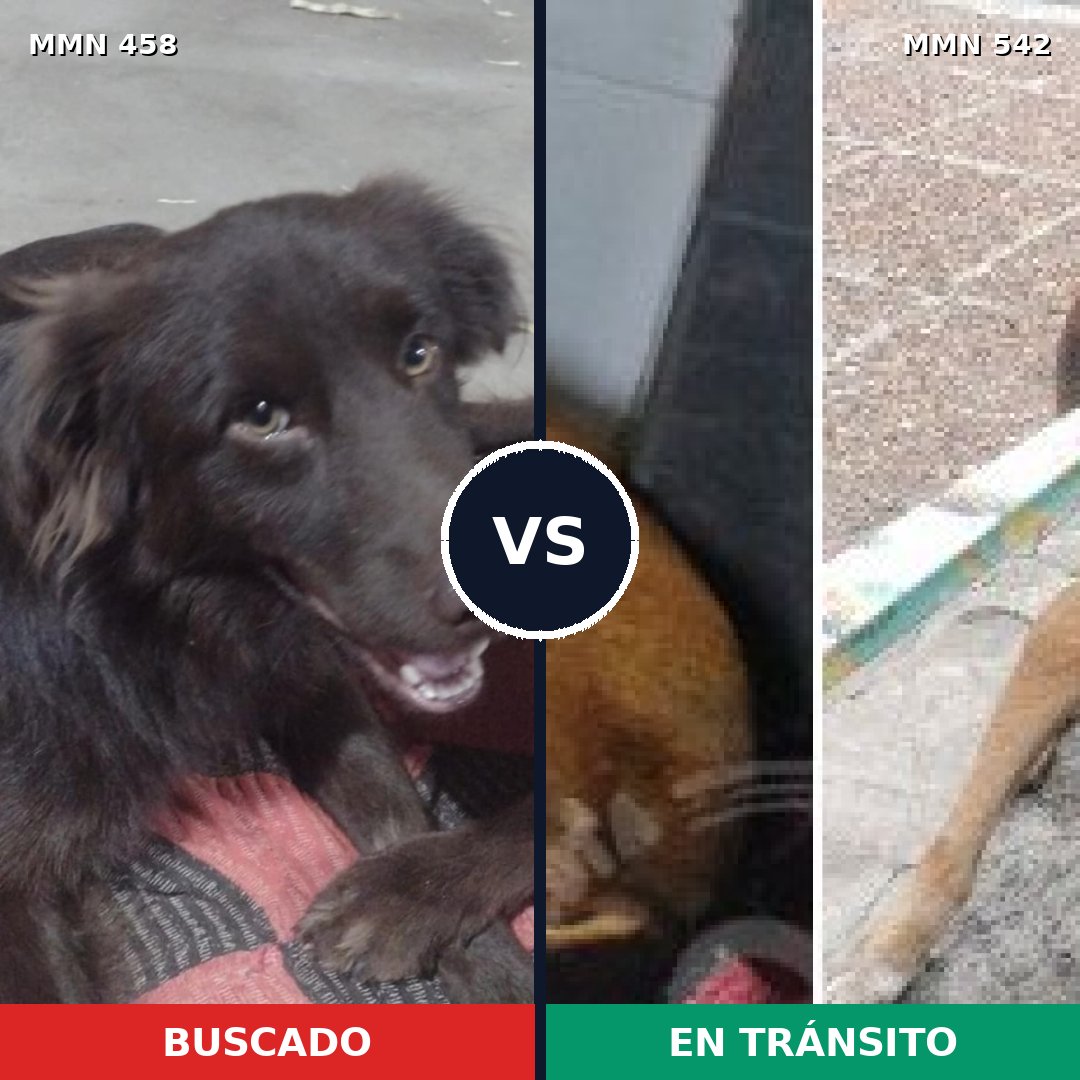Comparativa MMS 8144: mascota perdida y mascota encontrada, 61% de similitud