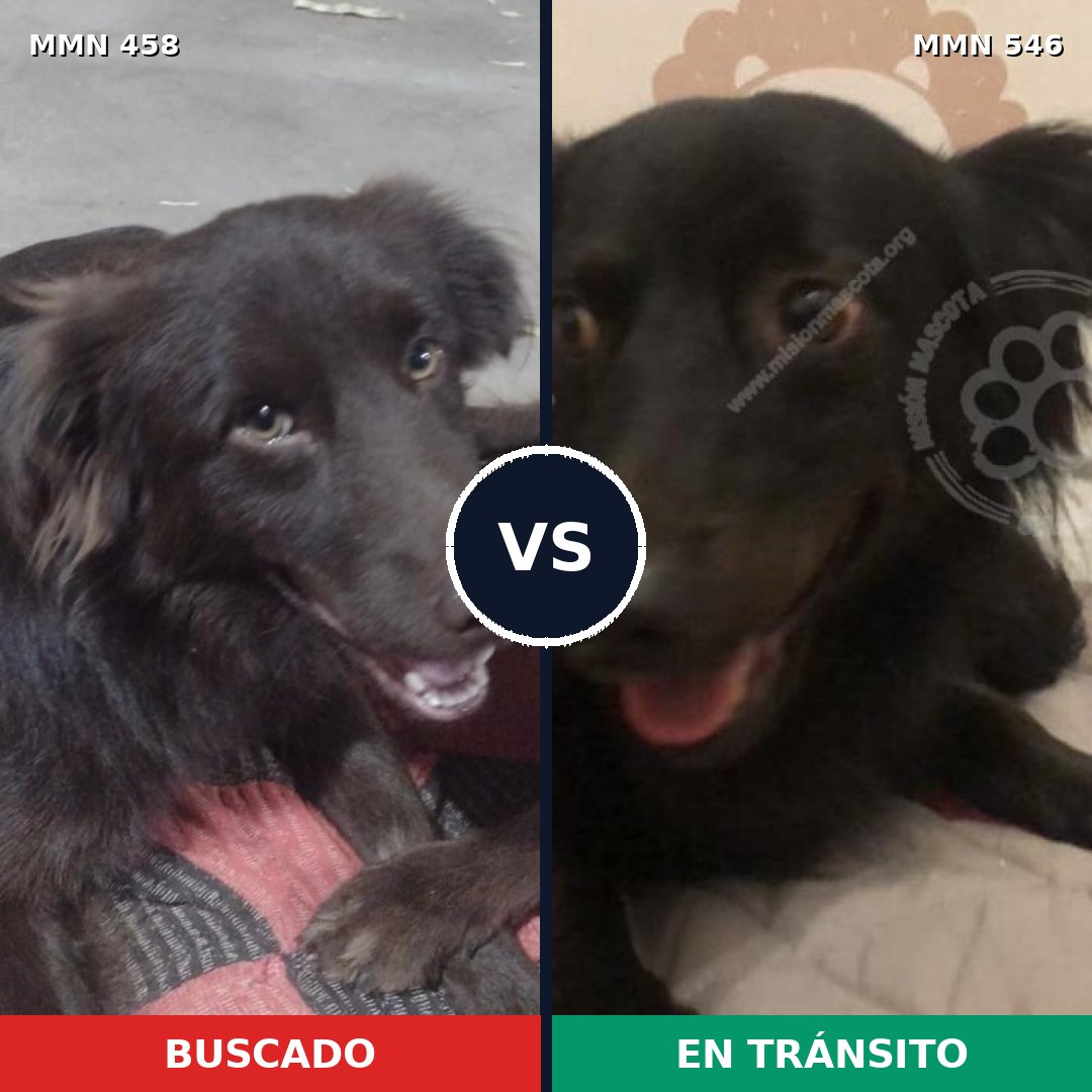 Comparativa MMS 8145: mascota perdida y mascota encontrada, 64% de similitud