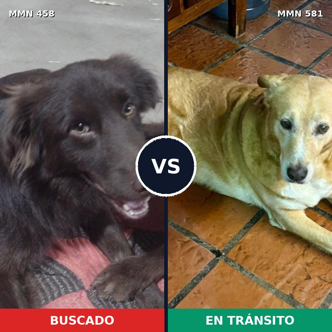 Comparativa MMS 8149: mascota perdida y mascota encontrada, 60% de similitud