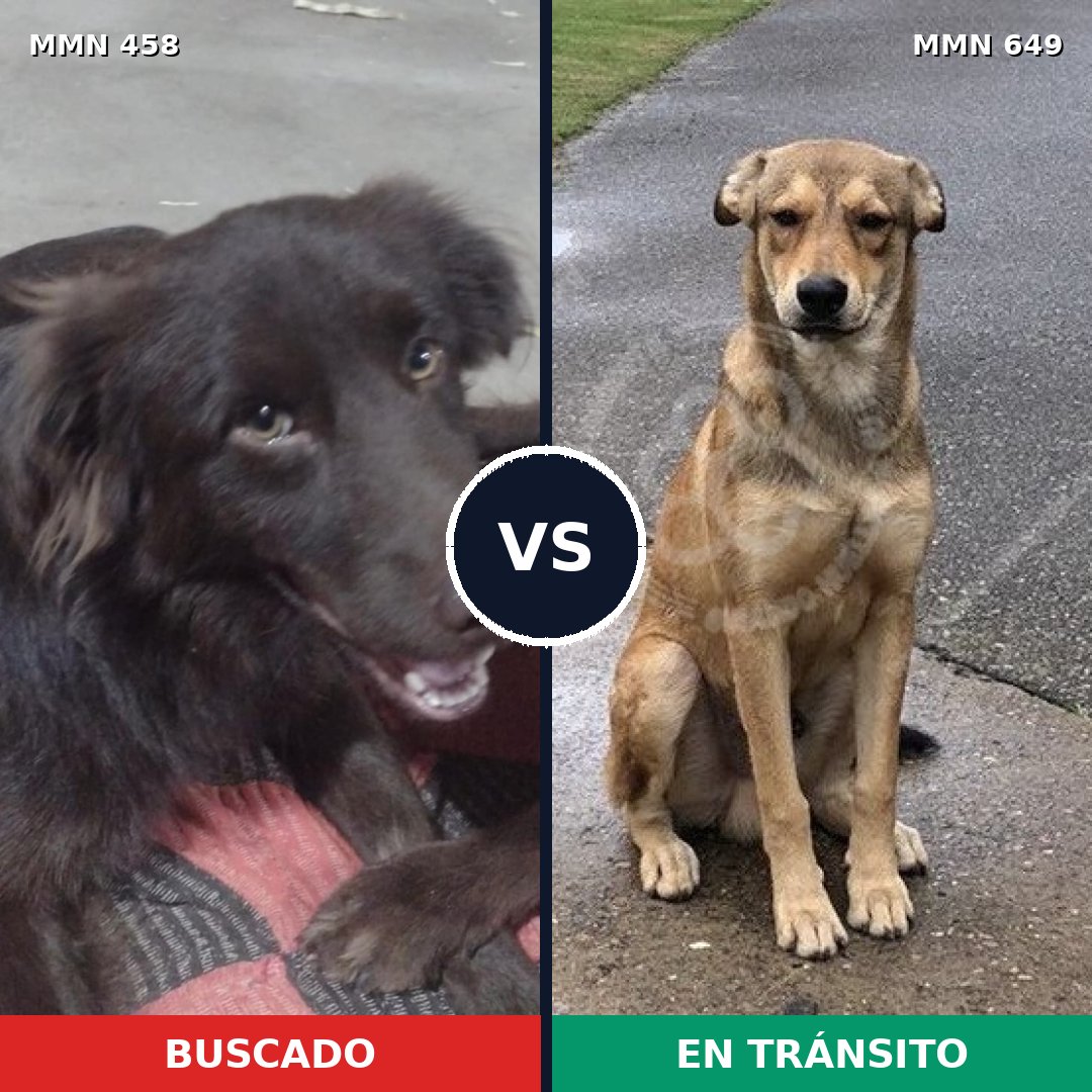 Comparativa MMS 8155: mascota perdida y mascota encontrada, 34% de similitud