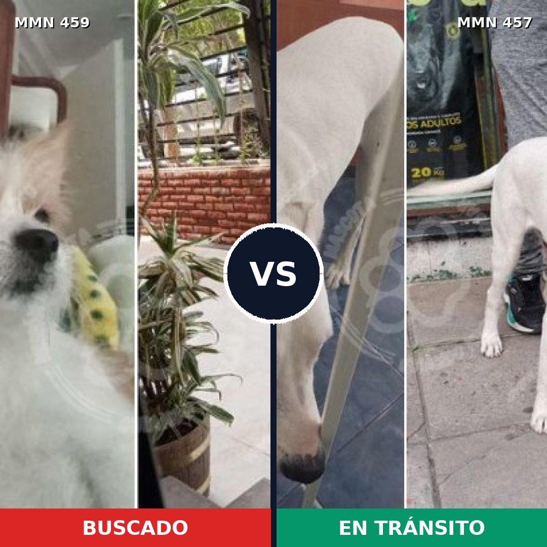 Comparativa MMS 8163: mascota perdida y mascota encontrada, 27% de similitud