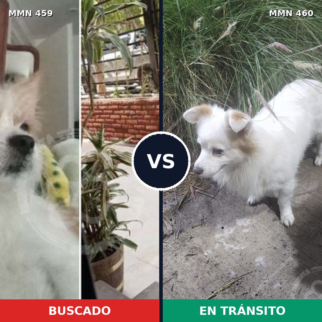 Comparativa MMS 8164: mascota perdida y mascota encontrada, 59% de similitud