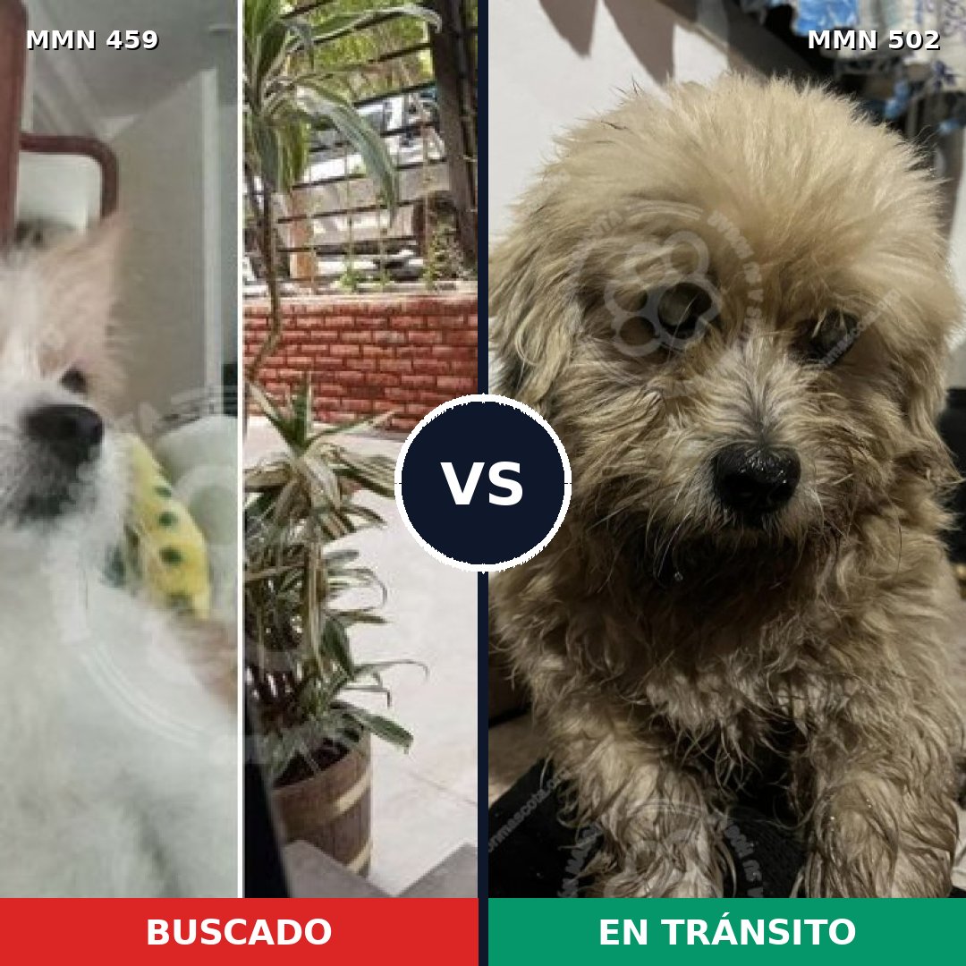 Comparativa MMS 8166: mascota perdida y mascota encontrada, 77% de similitud