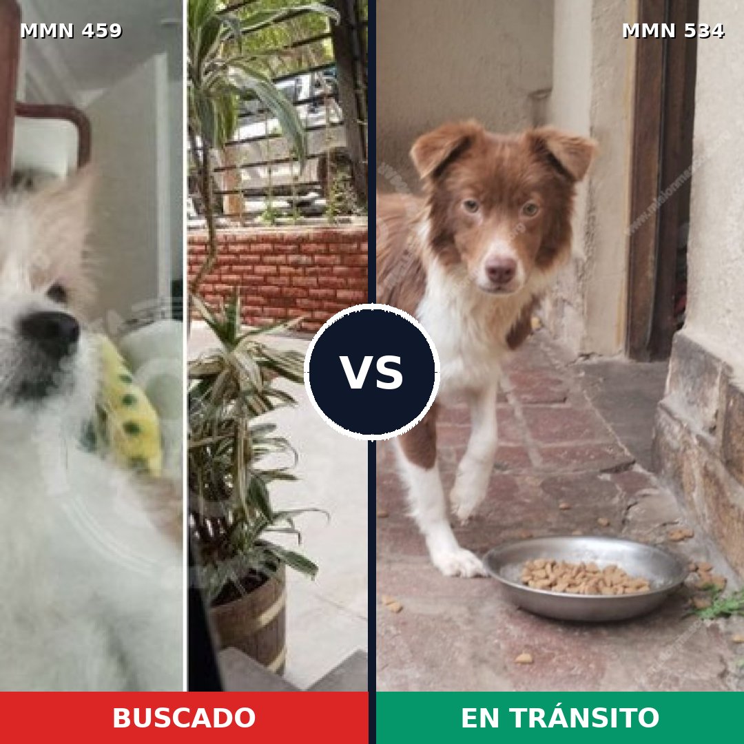 Comparativa MMS 8169: mascota perdida y mascota encontrada, 16% de similitud