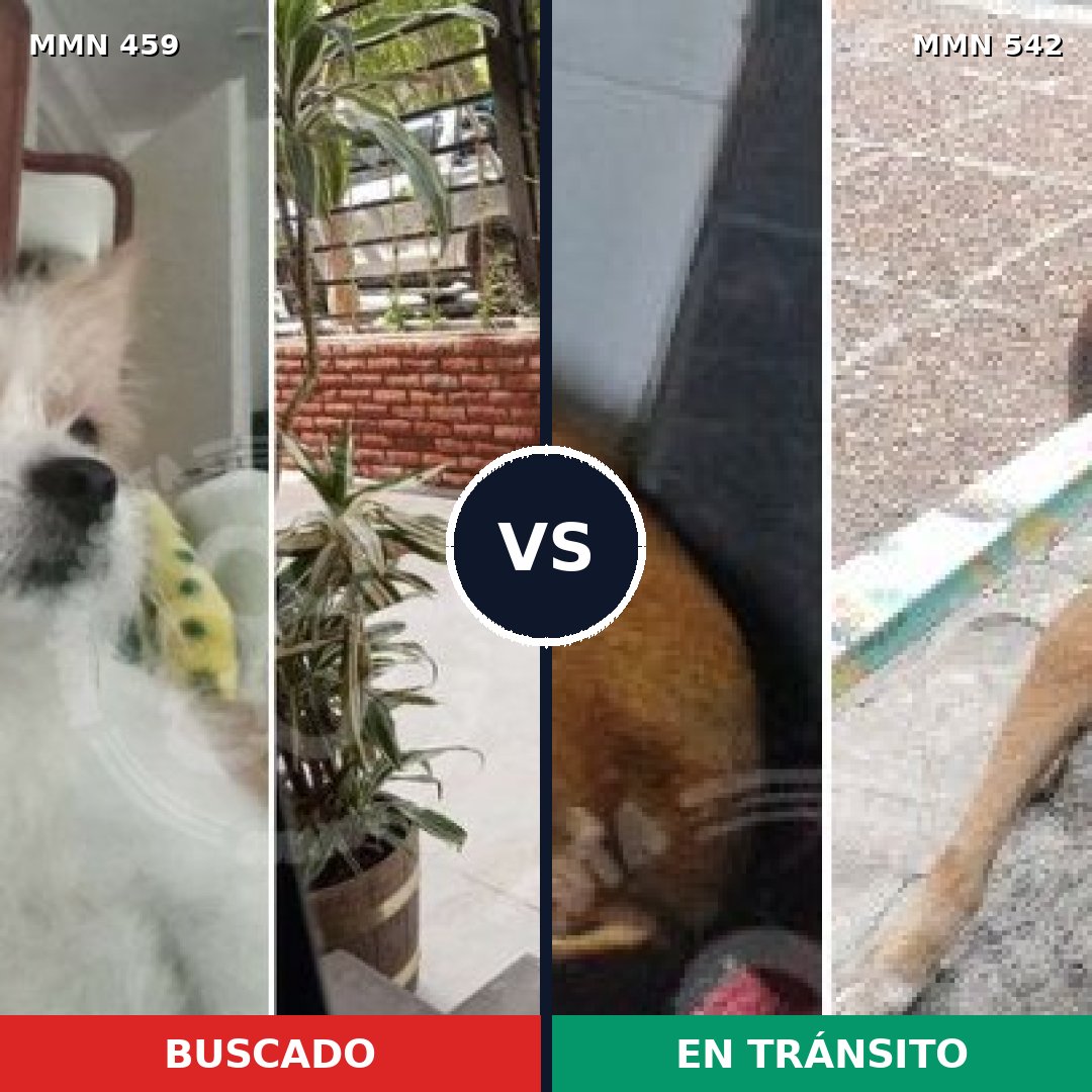 Comparativa MMS 8170: mascota perdida y mascota encontrada, 20% de similitud