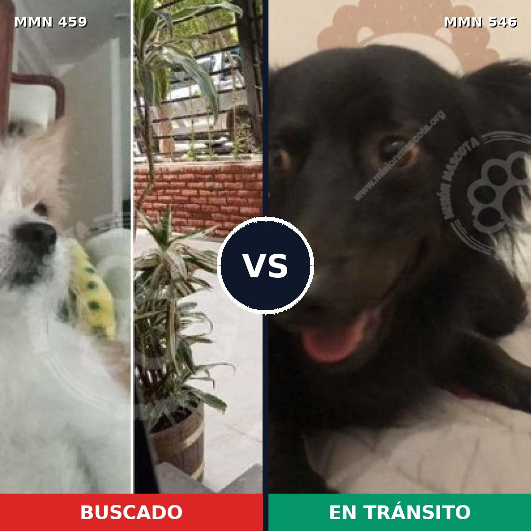 Comparativa MMS 8171: mascota perdida y mascota encontrada, 62% de similitud