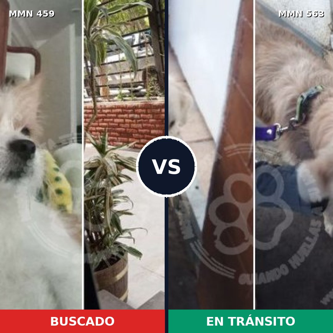 Comparativa MMS 8172: mascota perdida y mascota encontrada, 42% de similitud