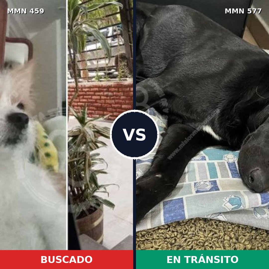 Comparativa MMS 8174: mascota perdida y mascota encontrada, 32% de similitud