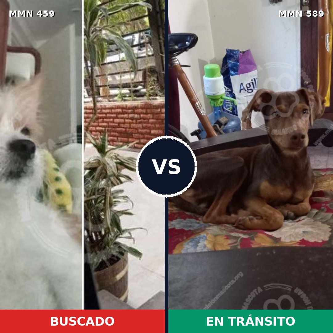 Comparativa MMS 8176: mascota perdida y mascota encontrada, 54% de similitud