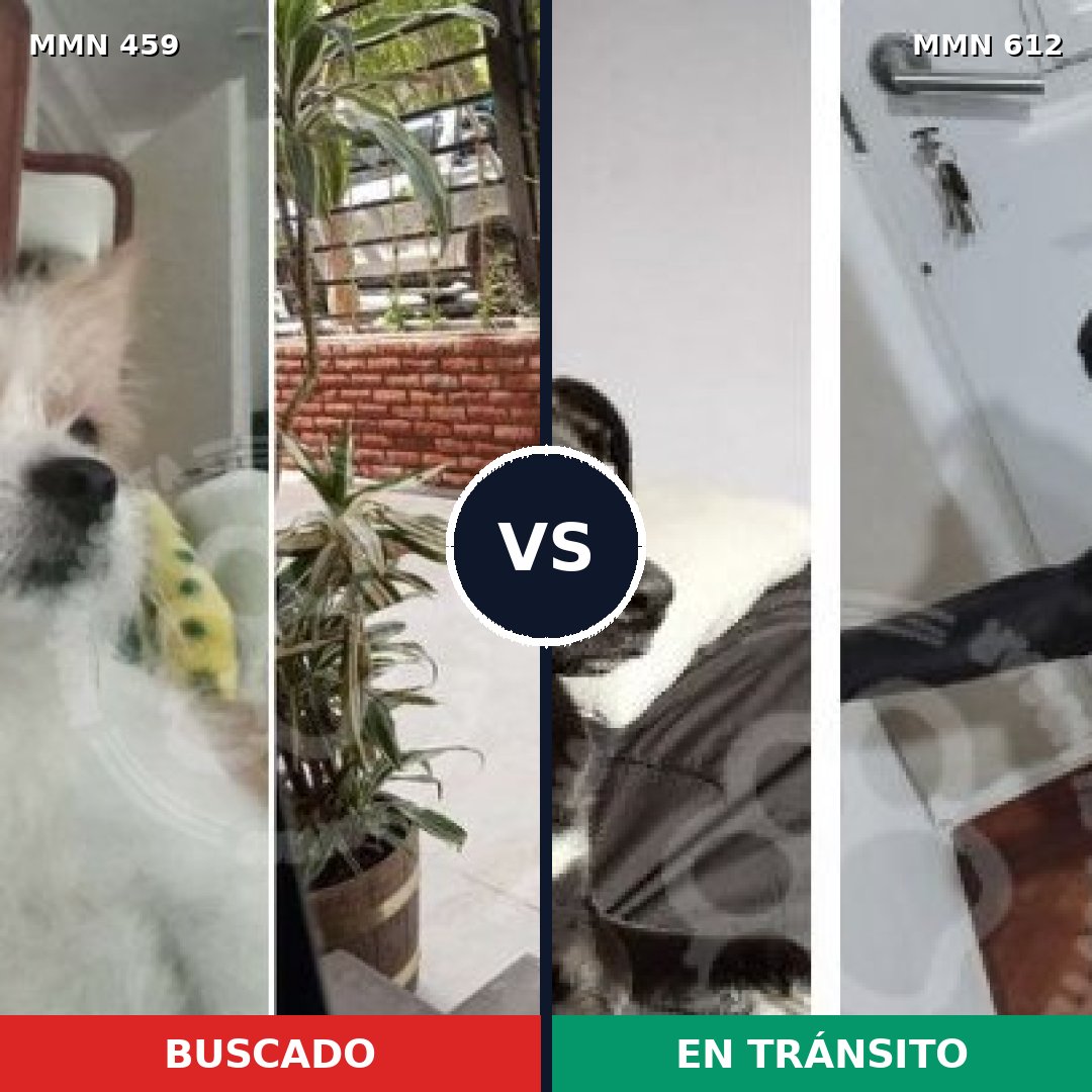 Comparativa MMS 8178: mascota perdida y mascota encontrada, 32% de similitud