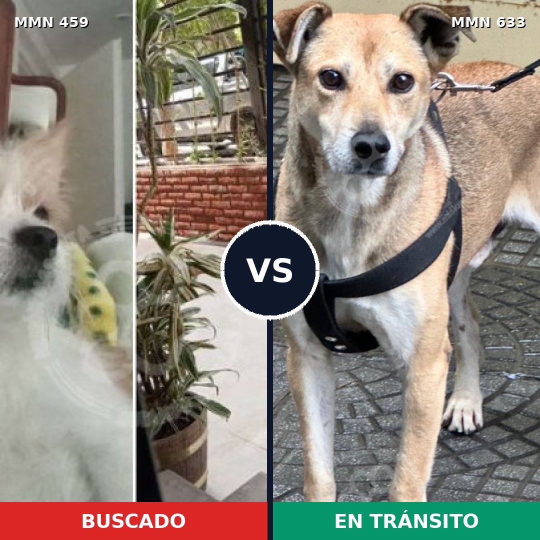 Comparativa MMS 8179: mascota perdida y mascota encontrada, 46% de similitud