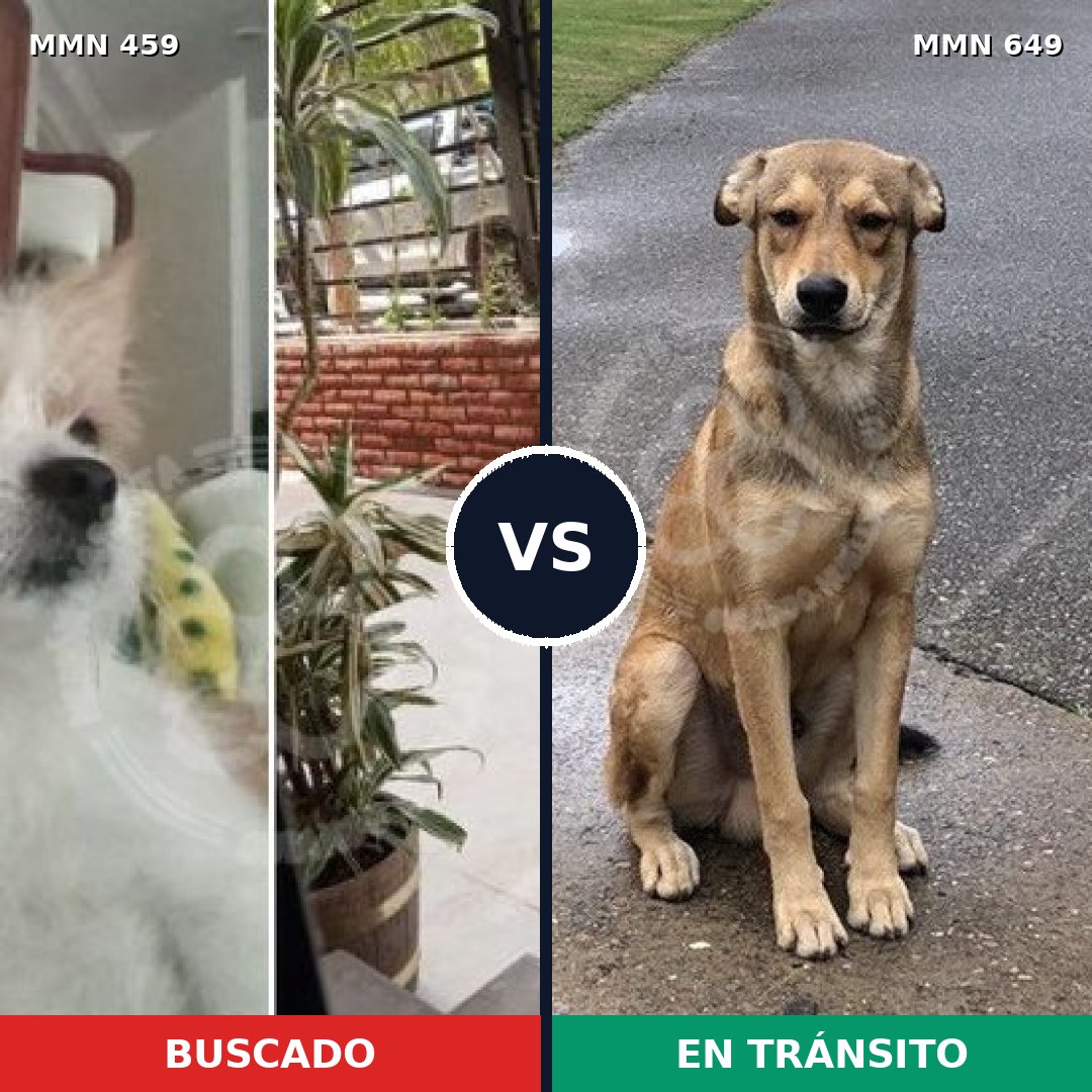 Comparativa MMS 8181: mascota perdida y mascota encontrada, 34% de similitud