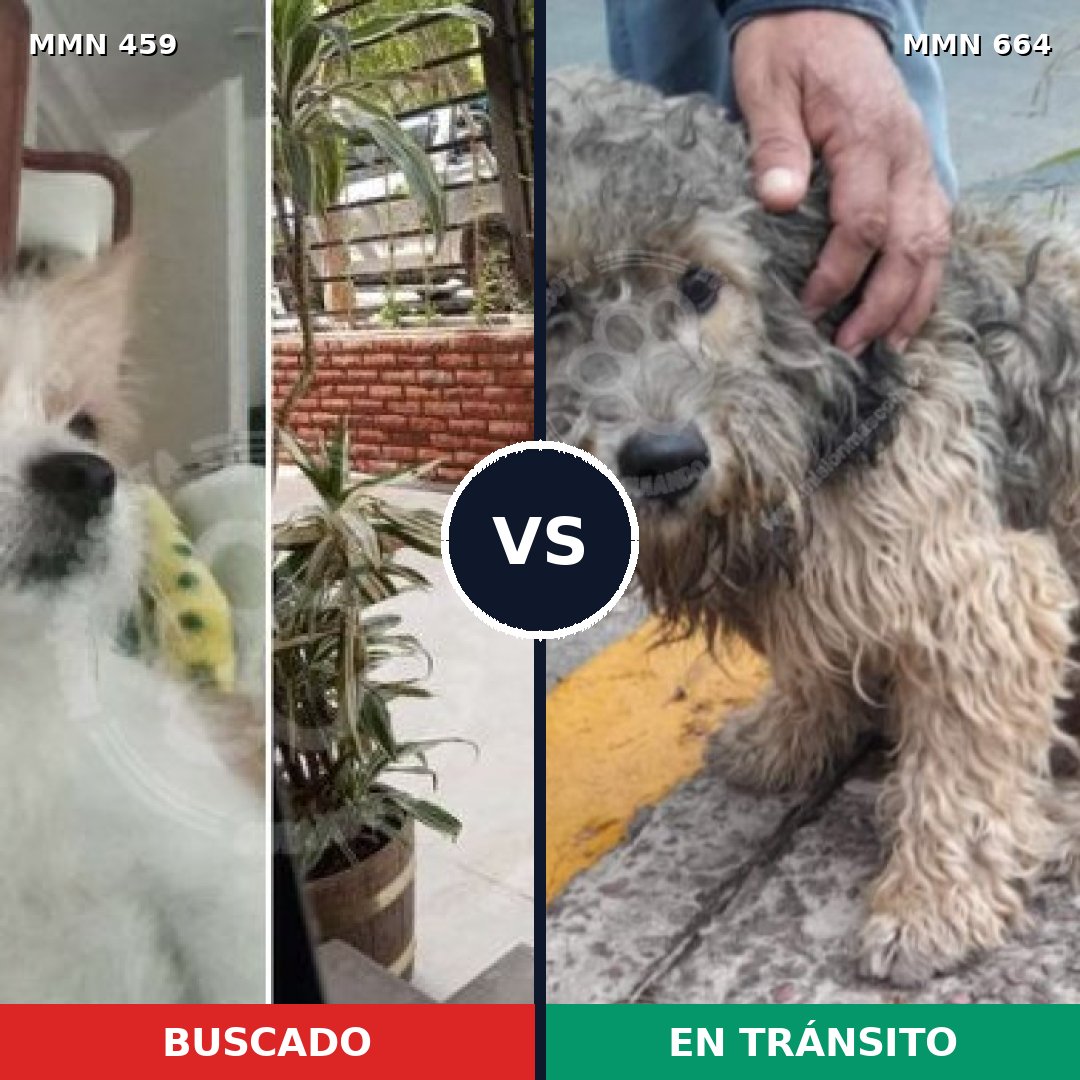 Comparativa MMS 8183: mascota perdida y mascota encontrada, 34% de similitud