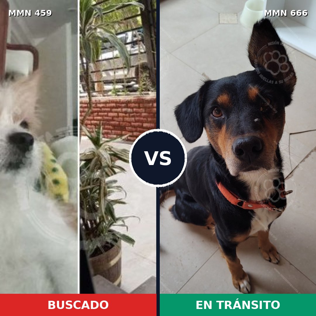 Comparativa MMS 8184: mascota perdida y mascota encontrada, 22% de similitud