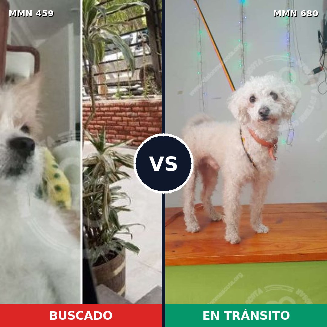 Comparativa MMS 8186: mascota perdida y mascota encontrada, 100% de similitud