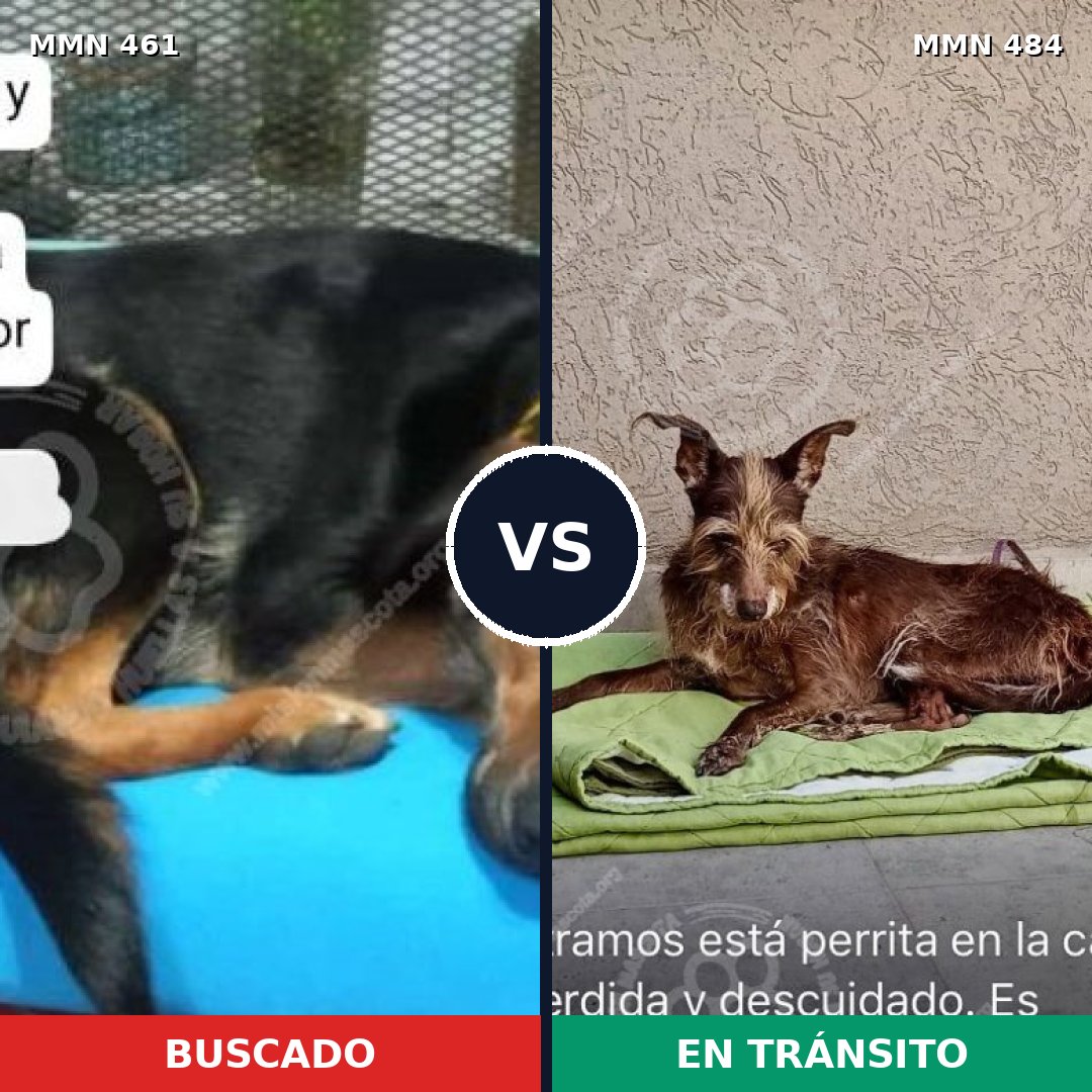 Comparativa MMS 8189: mascota perdida y mascota encontrada, 61% de similitud