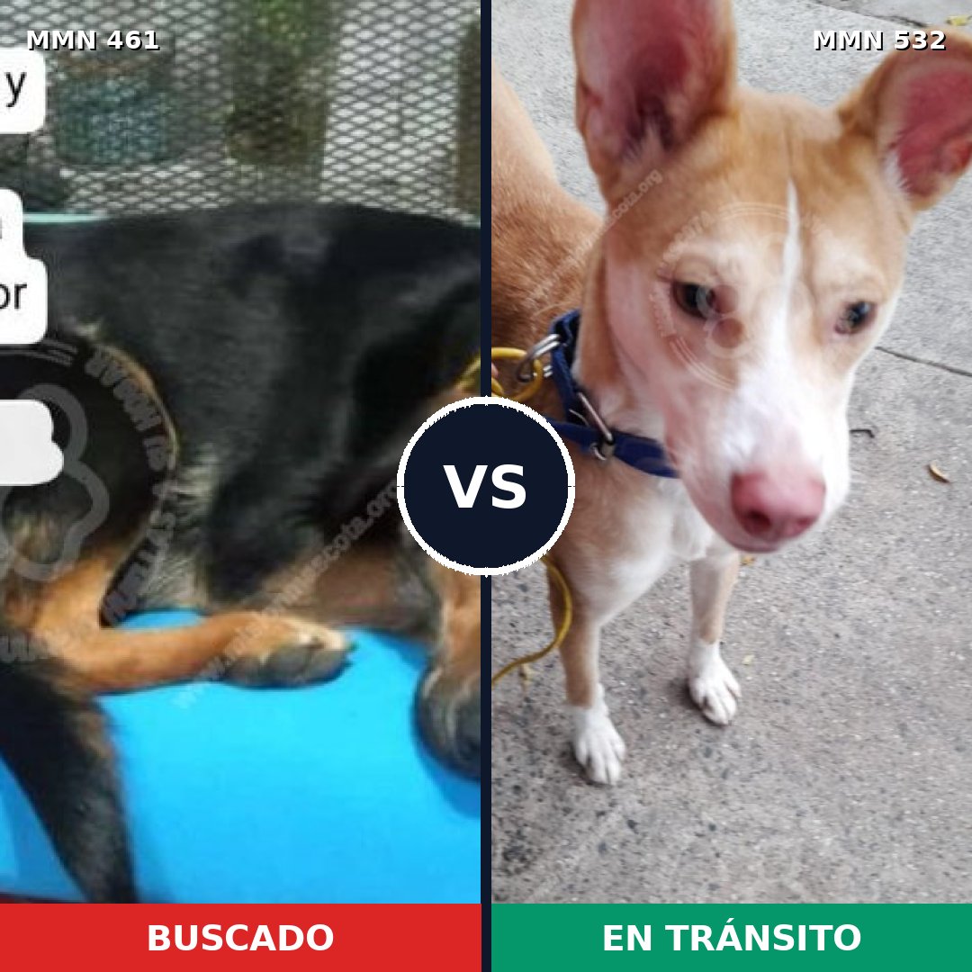 Comparativa MMS 8192: mascota perdida y mascota encontrada, 45% de similitud