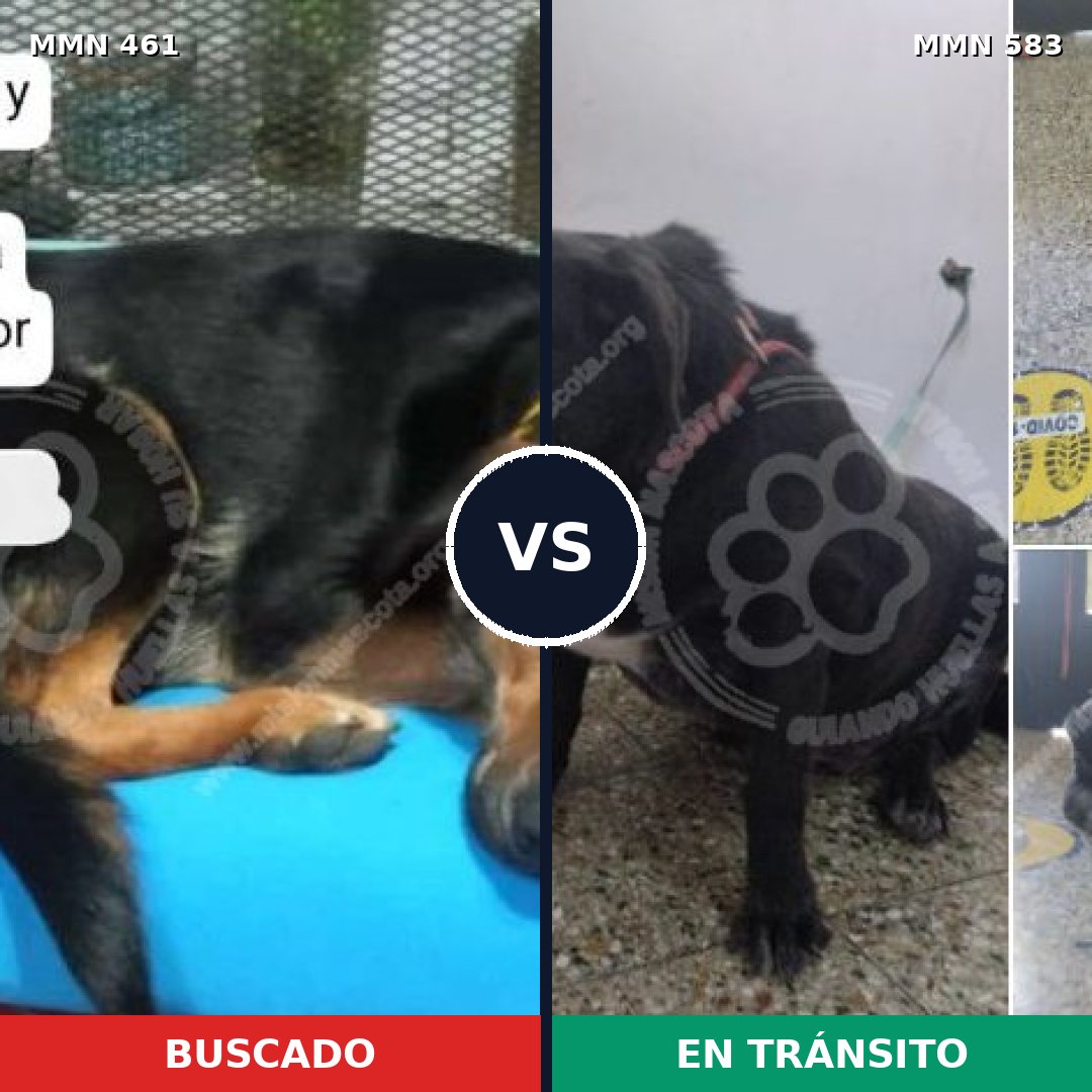 Comparativa MMS 8193: mascota perdida y mascota encontrada, 70% de similitud
