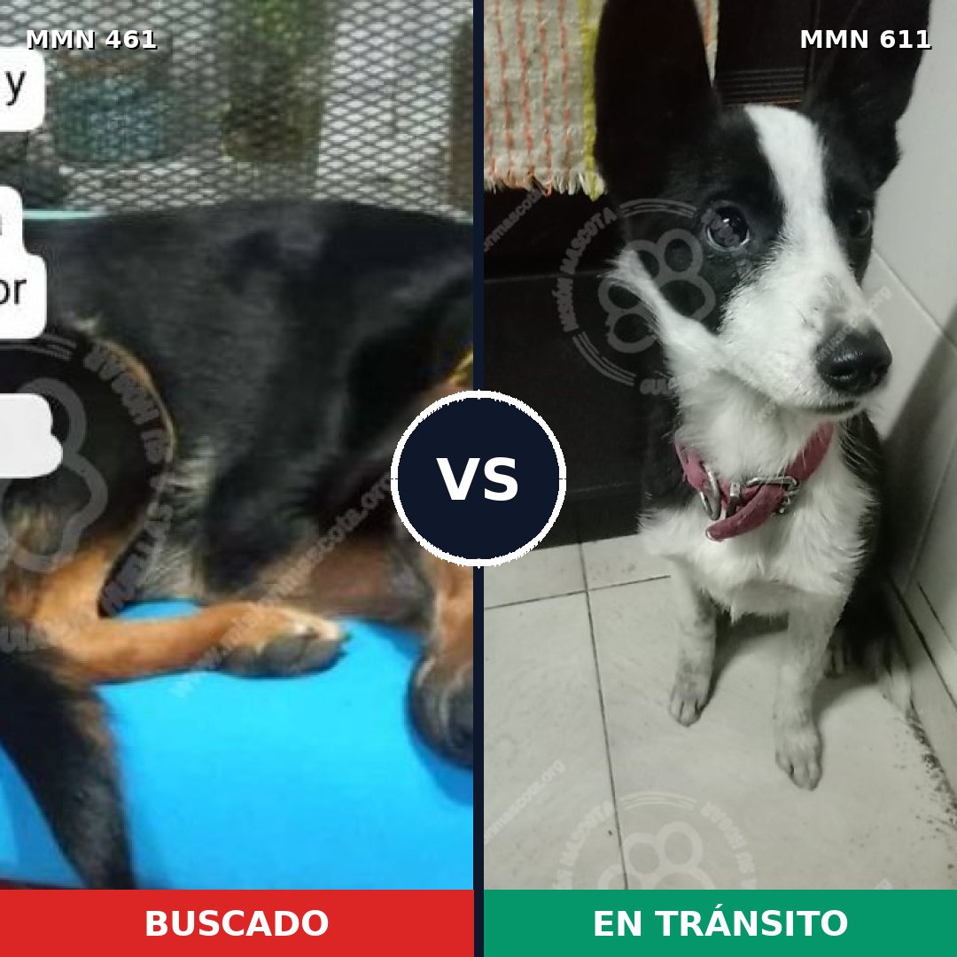 Comparativa MMS 8195: mascota perdida y mascota encontrada, 71% de similitud