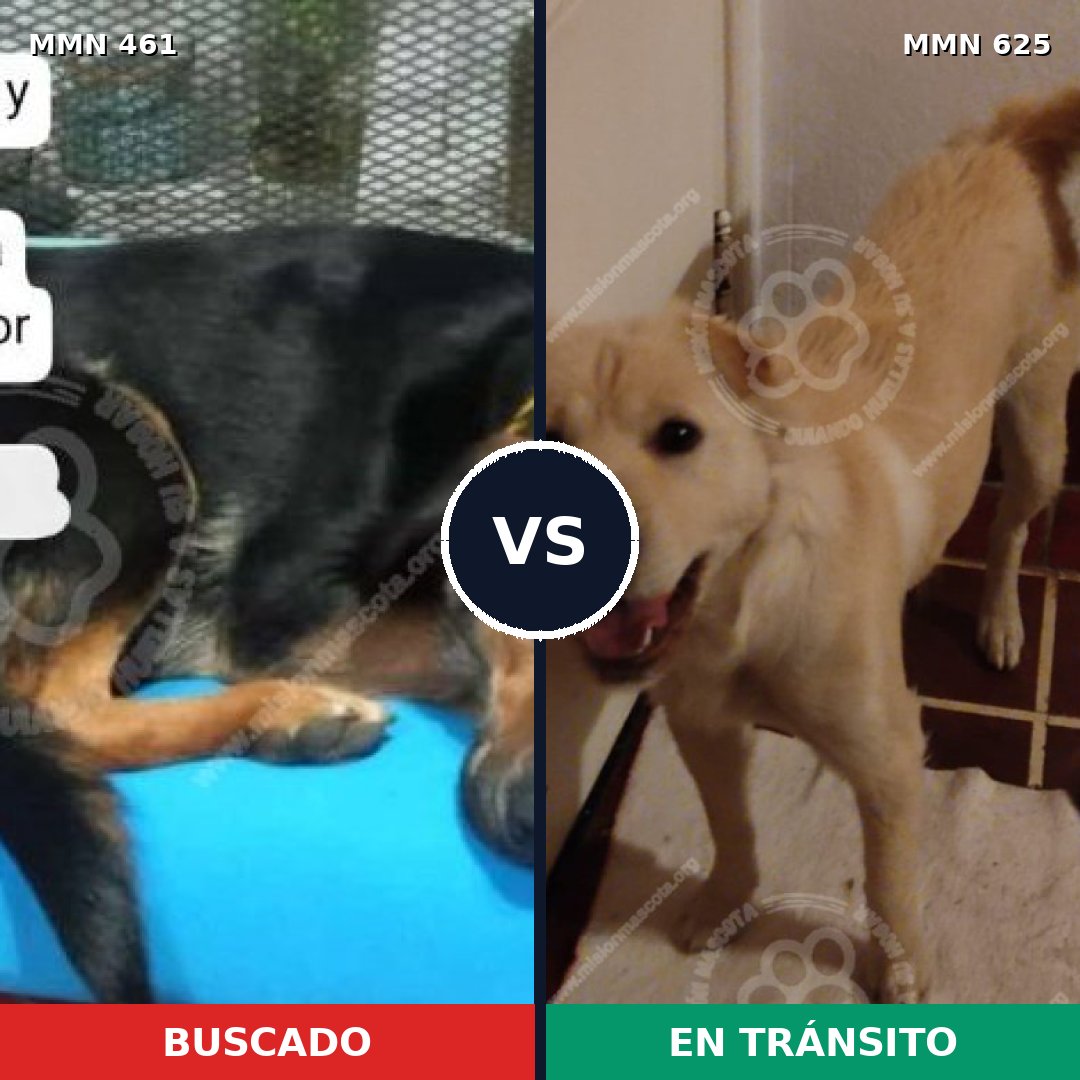 Comparativa MMS 8196: mascota perdida y mascota encontrada, 63% de similitud
