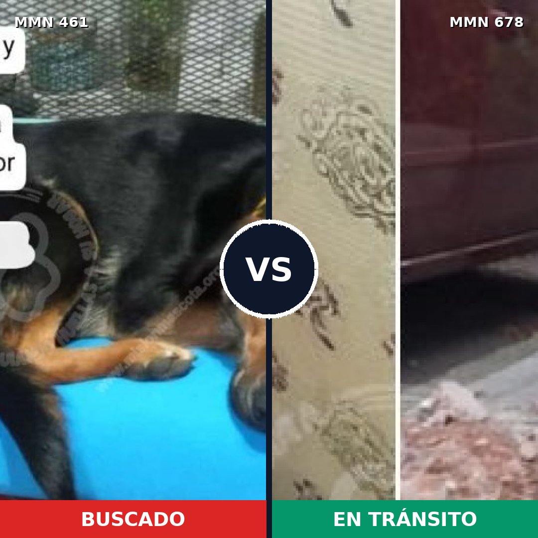Comparativa MMS 8197: mascota perdida y mascota encontrada, 69% de similitud