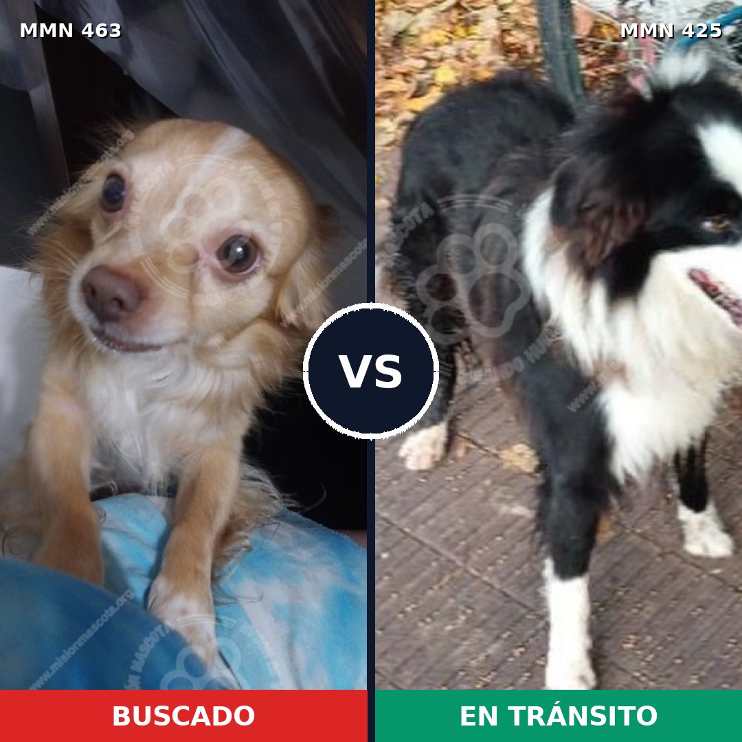 Comparativa MMS 8198: mascota perdida y mascota encontrada, 30% de similitud
