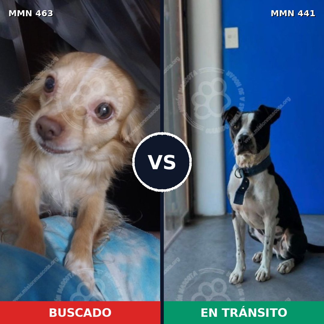 Comparativa MMS 8199: mascota perdida y mascota encontrada, 33% de similitud