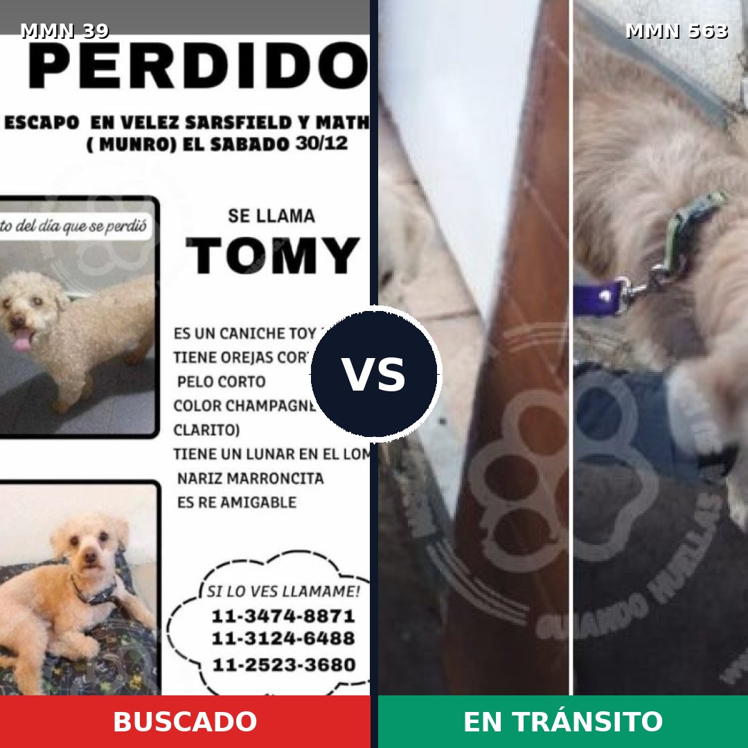Comparativa MMS 82: mascota perdida y mascota encontrada, 28% de similitud