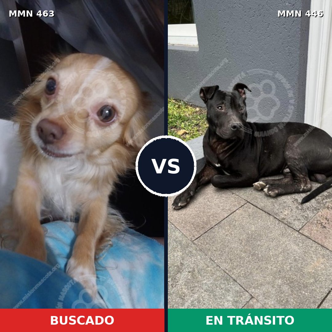 Comparativa MMS 8201: mascota perdida y mascota encontrada, 33% de similitud
