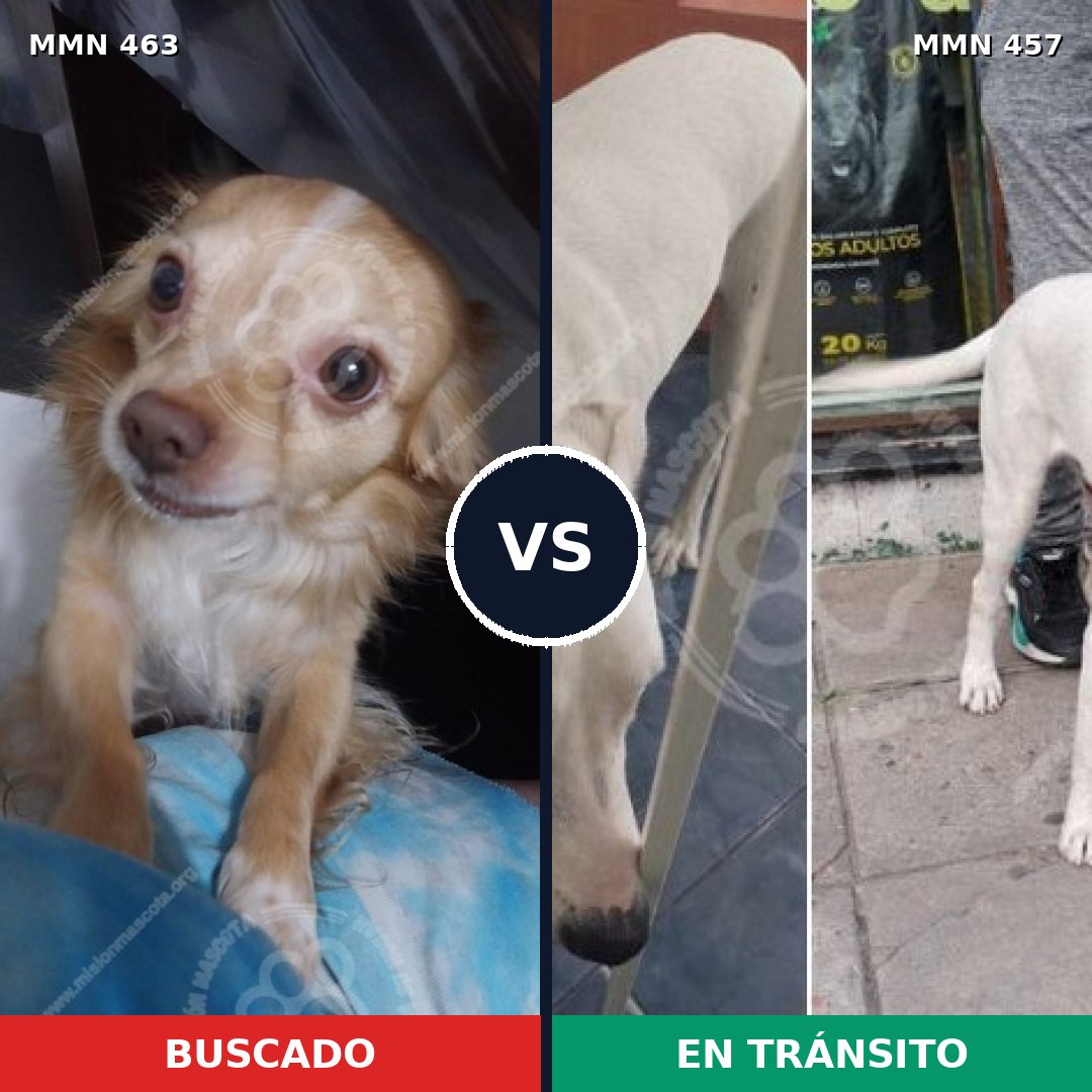 Comparativa MMS 8202: mascota perdida y mascota encontrada, 22% de similitud