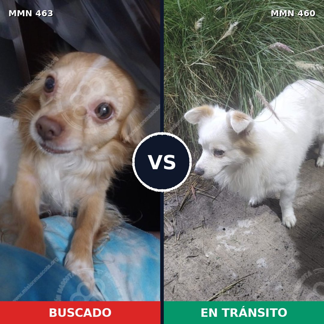 Comparativa MMS 8203: mascota perdida y mascota encontrada, 54% de similitud