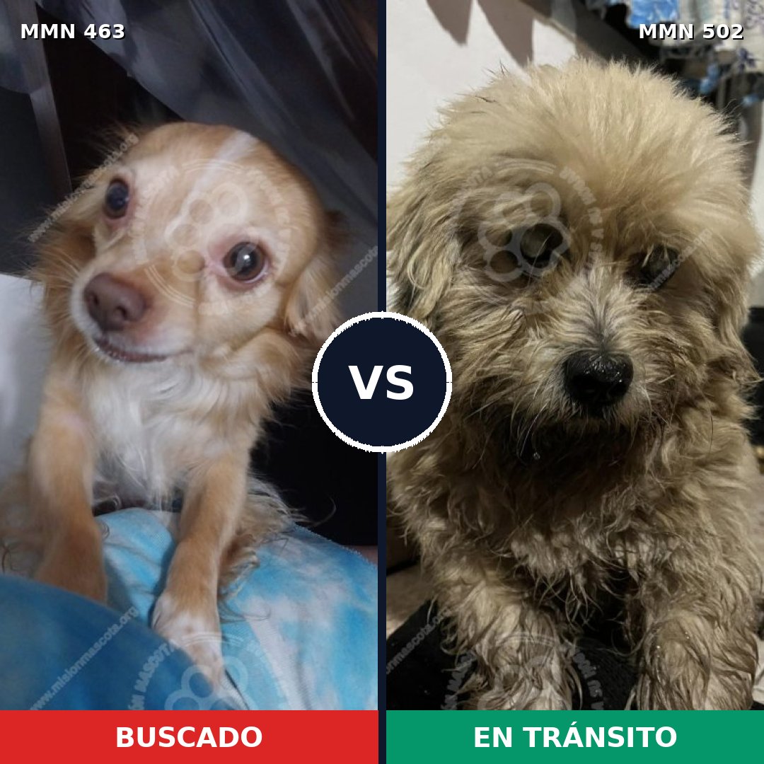Comparativa MMS 8207: mascota perdida y mascota encontrada, 72% de similitud