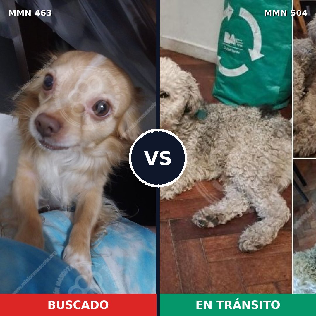 Comparativa MMS 8208: mascota perdida y mascota encontrada, 31% de similitud