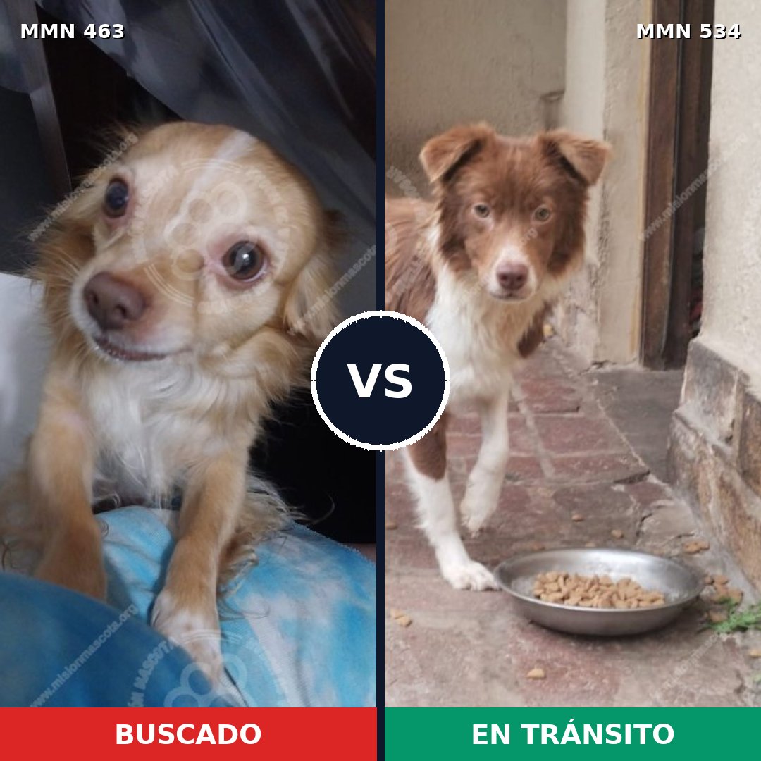 Comparativa MMS 8210: mascota perdida y mascota encontrada, 21% de similitud
