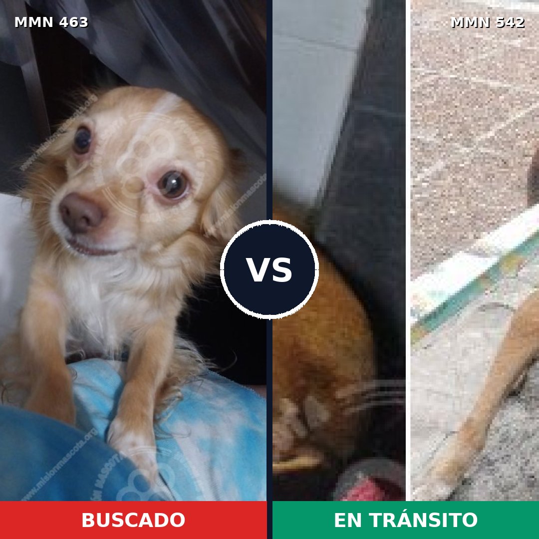 Comparativa MMS 8211: mascota perdida y mascota encontrada, 16% de similitud