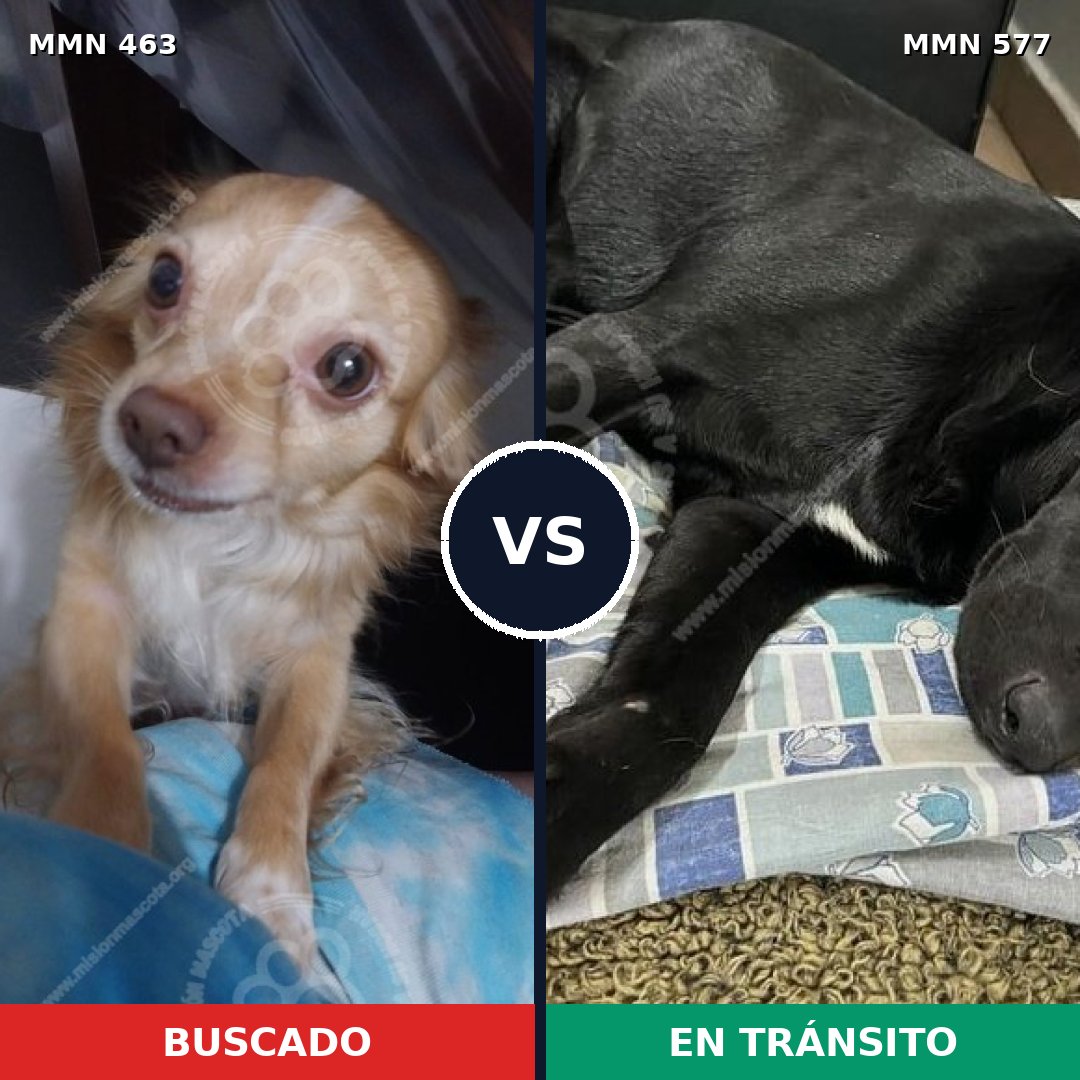 Comparativa MMS 8215: mascota perdida y mascota encontrada, 33% de similitud