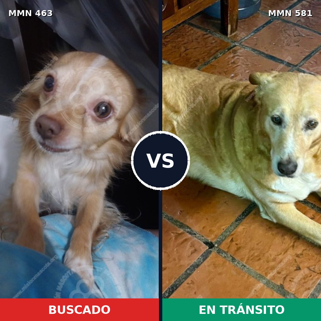 Comparativa MMS 8216: mascota perdida y mascota encontrada, 32% de similitud