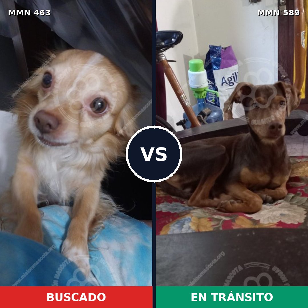Comparativa MMS 8217: mascota perdida y mascota encontrada, 55% de similitud