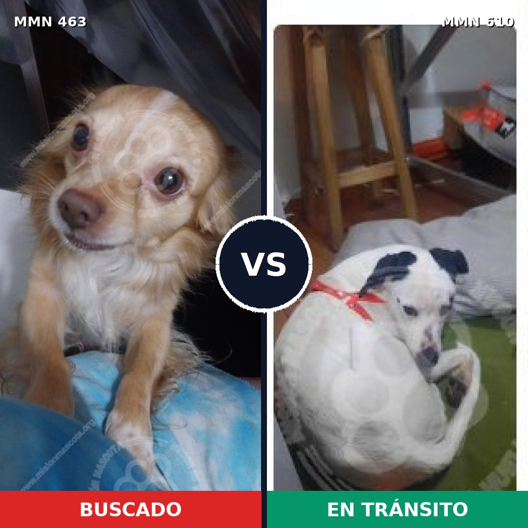 Comparativa MMS 8218: mascota perdida y mascota encontrada, 32% de similitud