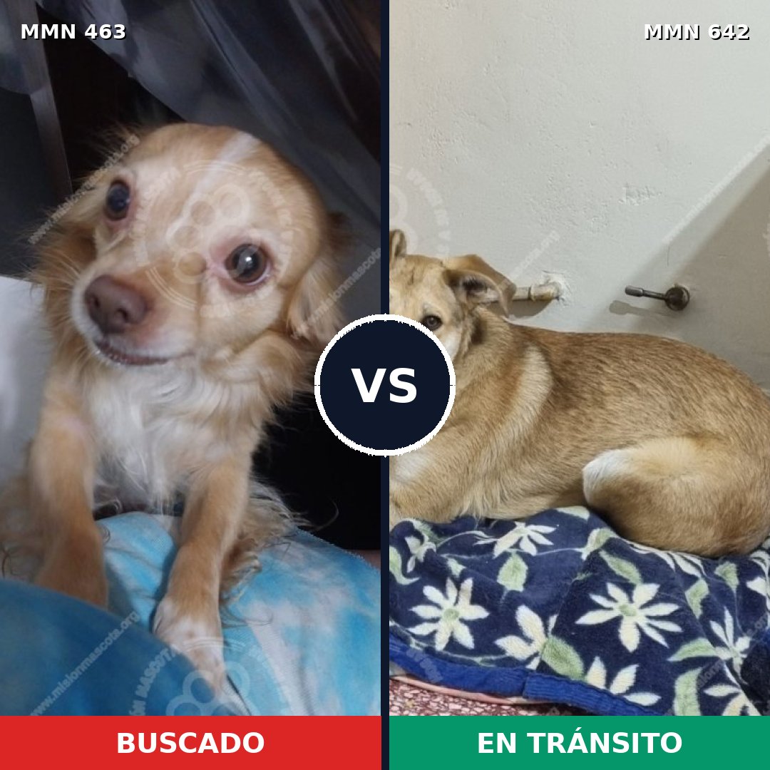 Comparativa MMS 8221: mascota perdida y mascota encontrada, 30% de similitud